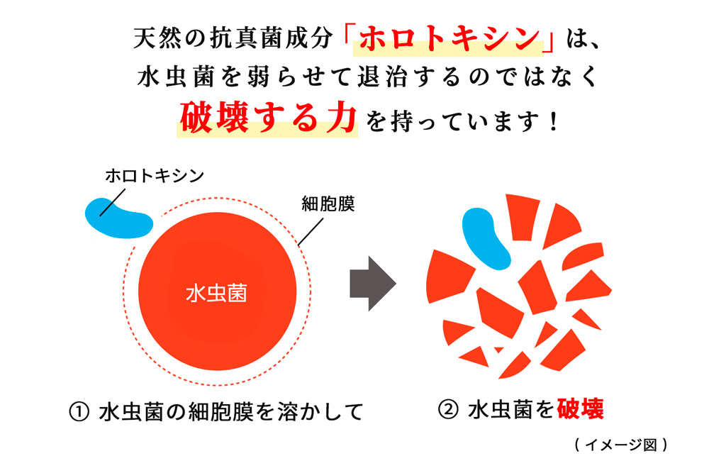 有効成分「ホロトキシン」は、水虫菌を弱らせて退治するのではなく破壊する力を持っています。
