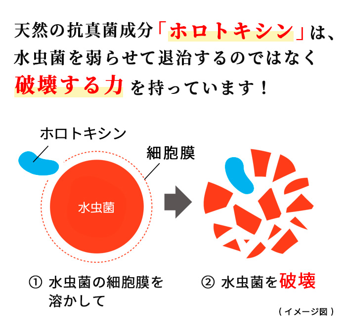 有効成分「ホロトキシン」は、水虫菌を弱らせて退治するのではなく破壊する力を持っています。